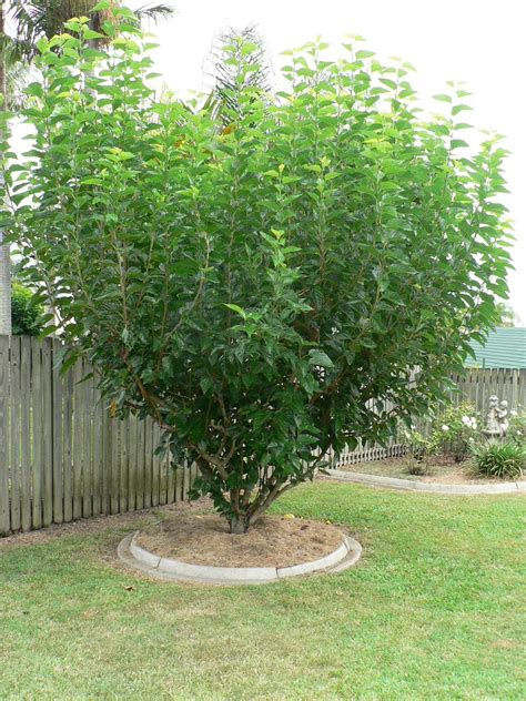 everbearing mulberry tree growth rate.